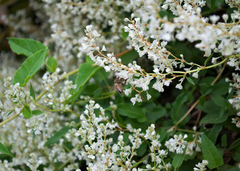 Close-up of flowers on plant
