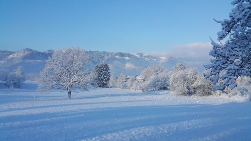 Snow covered trees against sky