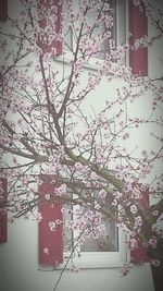 Low angle view of flowers on tree