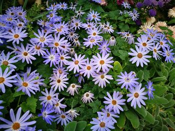 High angle view of flowers blooming outdoors