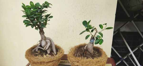 Close-up of potted plant against wall