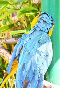 Close-up of a bird perching