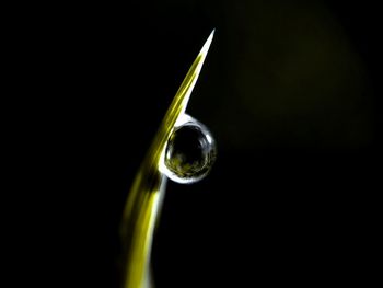 Close up of green leaf against black background