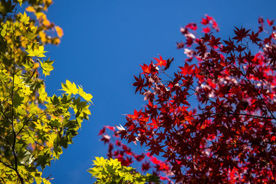 Low angle view of flower tree against clear blue sky