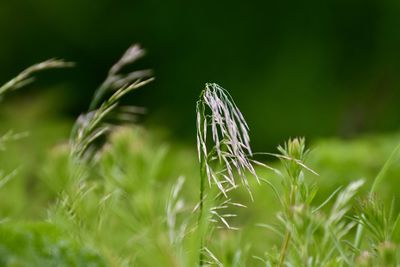 Close-up of crops growing on field