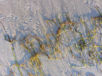 High angle view of crab on sand