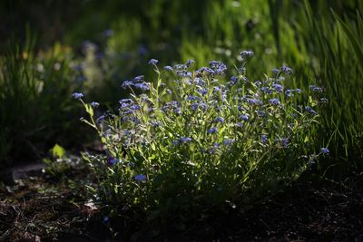 Close-up of purple flowering plant on field