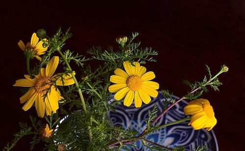 Close-up of yellow flowers blooming outdoors