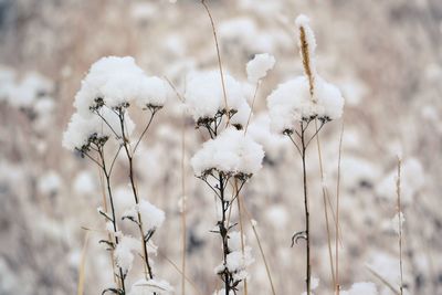 Close-up of white flowers in snow