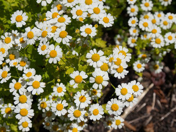 Close-up of white daisy flowers