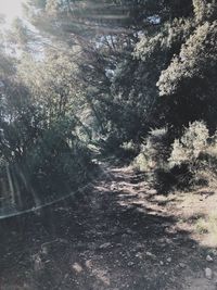 Full frame shot of trees in forest