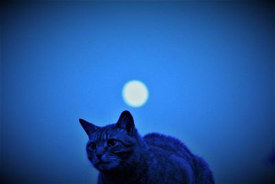 Portrait of cat against blue sky