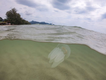 Close-up of flower floating on sea against sky