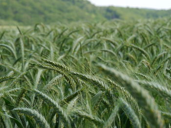 Close-up of wheat growing on field