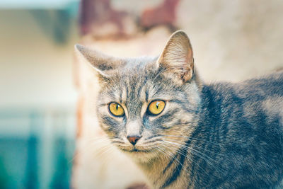 Close-up portrait of a cat