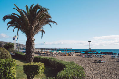 Palm trees on beach against sky