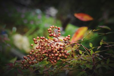 Close-up of berries growing on tree