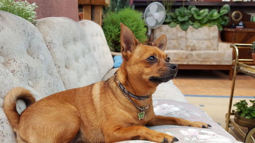 Close-up portrait of dog sitting on sofa