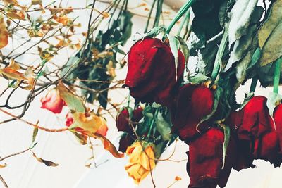 Close-up of red flowers growing on tree