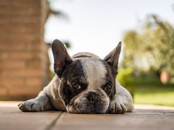 Close-up of a dog resting on floor