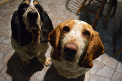 Hungry hounds