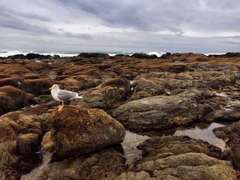 Bird perching on rock by sea against sky