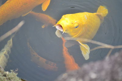 High angle view of koi fish in water