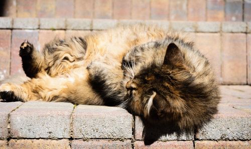 Cat sleeping in a zoo