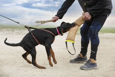 Low section of man with dogs walking on road