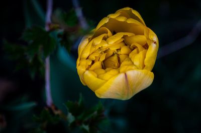 Close-up of yellow rose