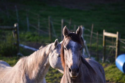 Horses standing on field