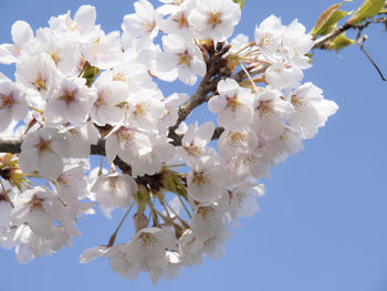 Close-up of white cherry blossoms against sky