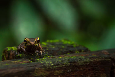 Portrait of frog on tree trunk