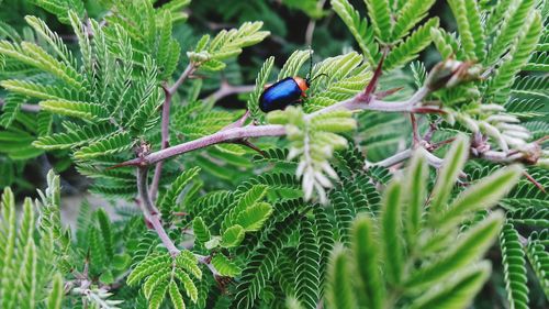 Close-up of damselfly perching on plant