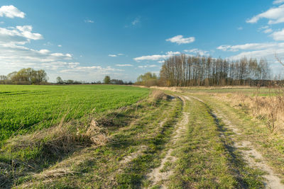 Spring green fields by a country road, april sunny landscape