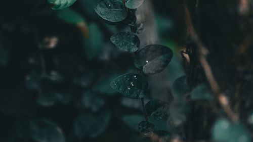 Close-up of raindrops on plant