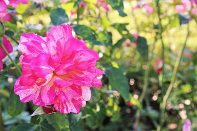 Close-up of pink rose