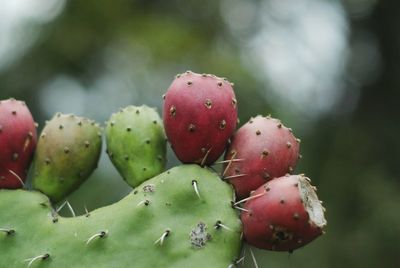 Close-up of strawberries on tree