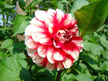 Close-up of pink rose