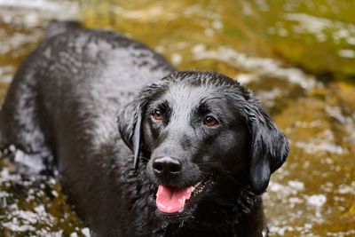 High angle view of wet dog standing in lake