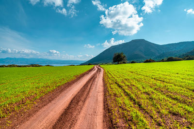 Scenic view of agricultural field against sky