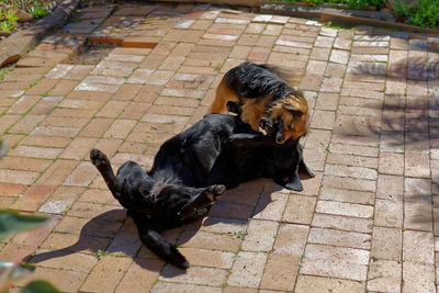 High angle view of dog on footpath