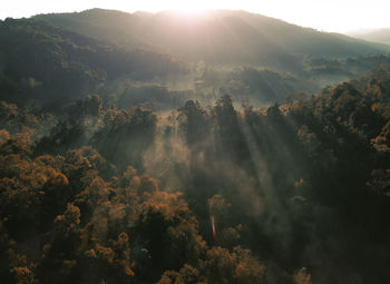 Sunlight streaming through trees on mountain