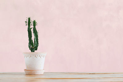 Close-up of potted plant on table against wall