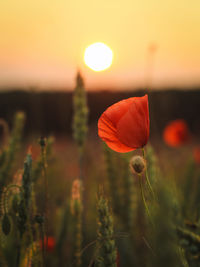 Close-up of orange poppy flowers in field