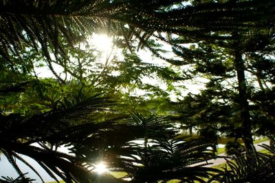 Low angle view of trees against sky