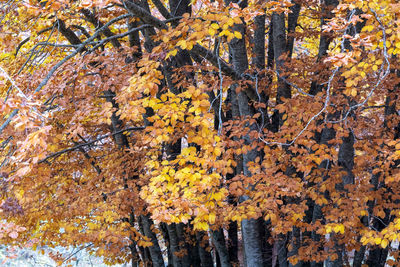 Low angle view of autumnal tree