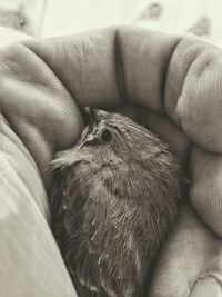 Close-up of a hand holding a bird