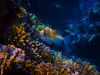 Fish swimming in sea