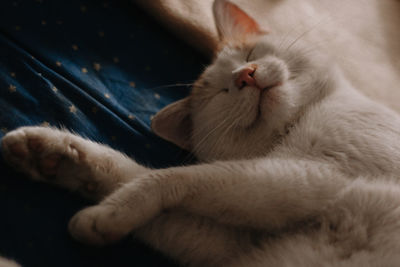 Close-up of cat sleeping at home